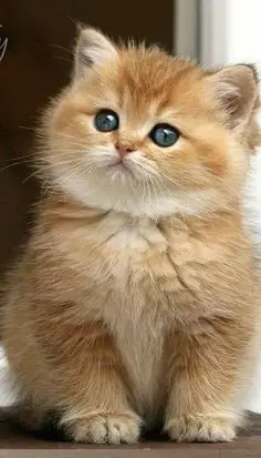 Sarı Çizgili Tekir